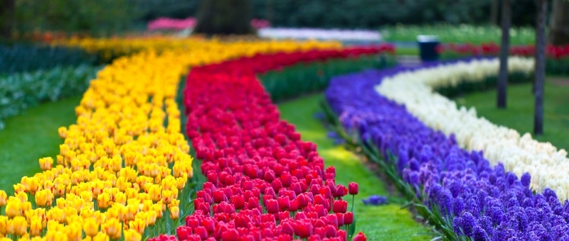 ingresso para o parque das tulipas keukenhof