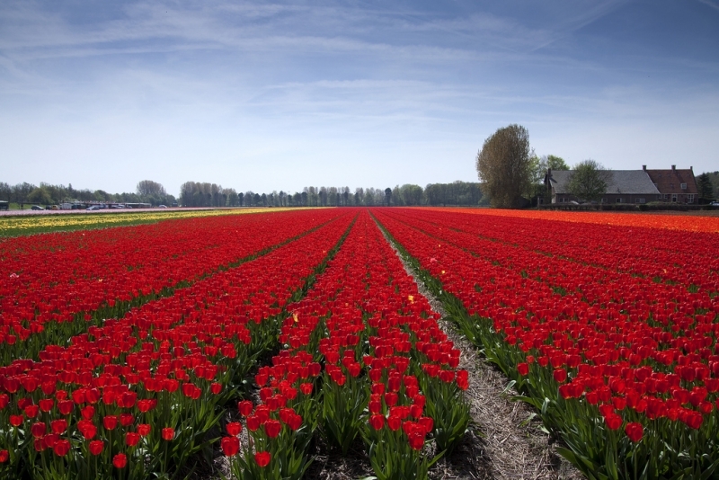 Campos de tulipas na Holanda