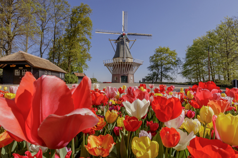Keukenhof: Como visitar o Jardim das Tulipas na Holanda em 2023 | Conexão  Amsterdam